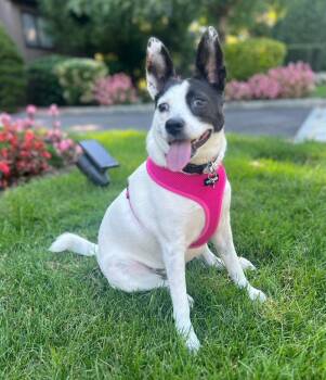 Rescue Fox Terrier Dogs for Adoption in Harrison, New York - Chloe | PetCurious