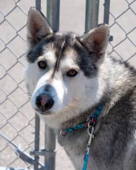 Roxy -  Siberian Husky and Mixed Breed Dog for Adoption in Pequot Lakes, Minnesota - Roxy | PetCurious