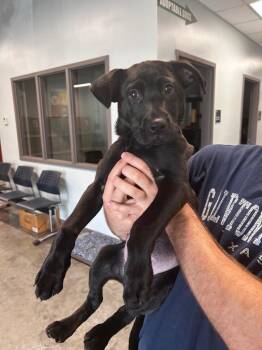 Labrador Retriever Dogs Available for Adoption in Gautier, Mississippi - Titan | PetCurious