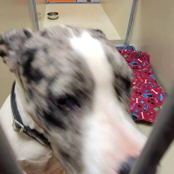 Jack -  Pit Bull Terrier Dog for Adoption in Philadelphia, Pennsylvania - Jack | PetCurious