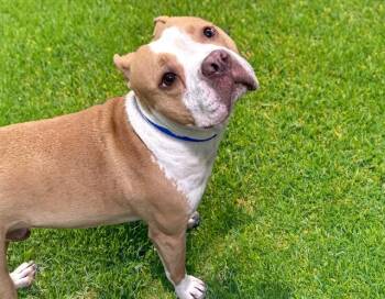 IPPO -  American Bulldog Dog for Adoption in Fort Lauderdale, Florida - IPPO | PetCurious
