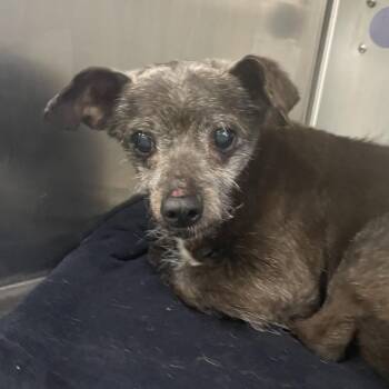 Dachshund and Chihuahua Dogs Available for Adoption in Spokane, Washington - Lillie Mae | PetCurious