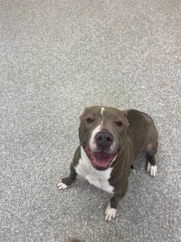 Kiara -  Pit Bull Terrier and Hound Dog for Adoption in Findlay, Ohio - Kiara | PetCurious