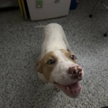 Beanie -  English Bulldog Dog for Adoption in Lakeland, Florida - Beanie | PetCurious