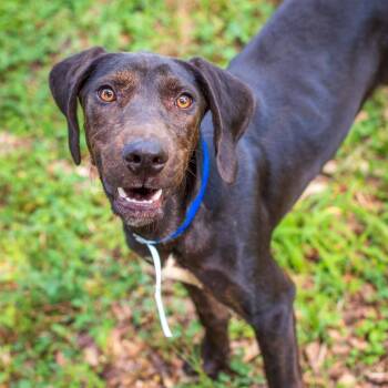 Hound Dogs Available for Adoption - Stevie | PetCurious
