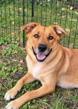Katniss -  Collie and Golden Retriever Dog for Adoption in Skyline, Minnesota - Katniss | PetCurious