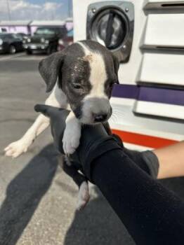 61515680 -  Pit Bull Terrier and Mixed Breed Dog for Adoption in El Paso, Texas - 61515680 | PetCurious