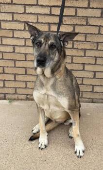 Winnie -  German Shepherd Dog Dog for Adoption in Columbus, Nebraska - Winnie | PetCurious