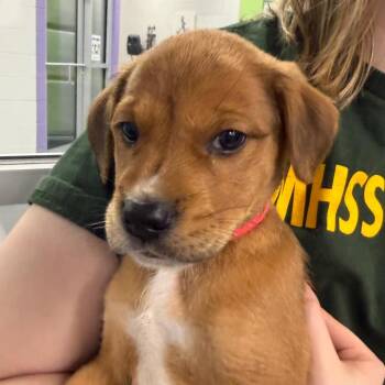 Rhoda -  Mixed Breed and Retriever Dog for Adoption in Montgomery, Alabama - Rhoda | PetCurious