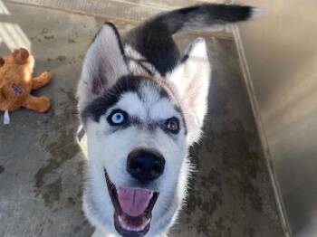 GRAYSON -  Siberian Husky Dog for Adoption in Tustin, California - GRAYSON | PetCurious