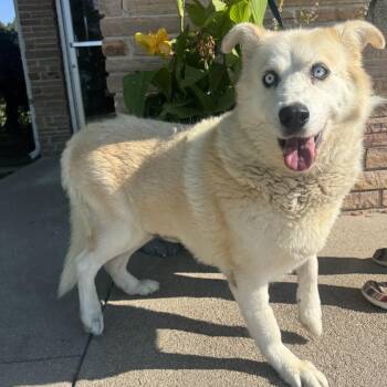 Cleo -  Husky Dog for Adoption in Lexington, Nebraska - Cleo | PetCurious