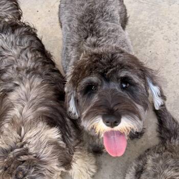 Schnauzer and Poodle Dogs Available for Adoption in Norco, California - Bridget  | PetCurious