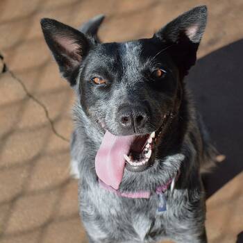 Kylie -  Australian Cattle Dog Blue Heeler Dog for Adoption in Mountain Center, California - Kylie | PetCurious