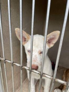 Siberian Husky and Australian Cattle Dog Blue Heeler Dogs Available for Adoption in Oklahoma City, Oklahoma - A472460 | PetCurious