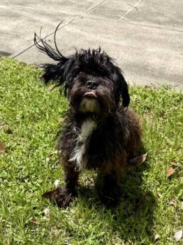 Tracy -  Mixed Breed Dog for Adoption in New Orleans, Louisiana - Tracy | PetCurious
