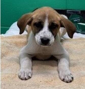 Rescue Anatolian Shepherd and Mixed Breed Dogs for Adoption in Kansas City, Missouri - Scythe | PetCurious