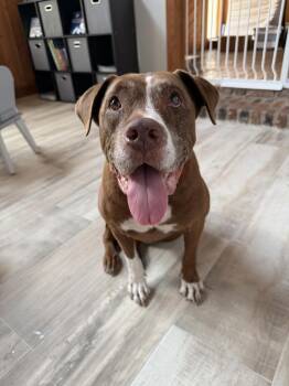 Lola -  Labrador Retriever Dog for Adoption in Melbourne Beach, Florida - Lola | PetCurious
