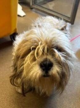 Shih Tzu Dogs Available for Adoption - Curtis | PetCurious