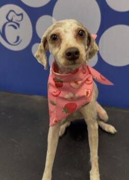 Juno -  Mixed Breed Dog for Adoption in West Chester, Pennsylvania - Juno | PetCurious