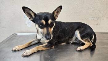 Laila -  Chihuahua Dog for Adoption in Mocksville, North Carolina - Laila | PetCurious