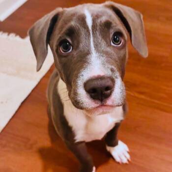 Fancy Pants -  Labrador Retriever and Terrier Dog for Adoption in Helena, Alabama - Fancy Pants | PetCurious
