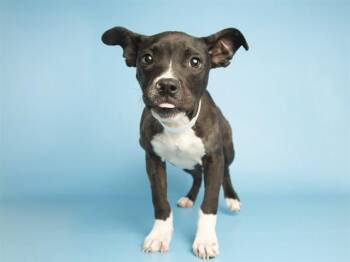 Pit Bull Terrier Dogs Available for Adoption - CALVIN | PetCurious