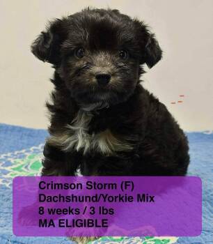Dachshund and Yorkshire Terrier Dogs Available for Adoption in Pomfret, Connecticut - CRIMSON STORM | PetCurious
