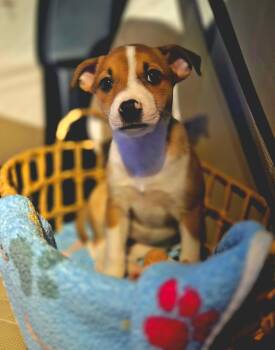Kimberly -  Shepherd Dog for Adoption in Carmel Hamlet, New York - Kimberly | PetCurious