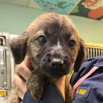 Mixed Breed Dogs Available for Adoption - Bandit | PetCurious