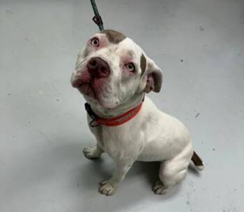 Lorna -  Pit Bull Terrier and Mixed Breed Dog for Adoption in Savannah, Georgia - Lorna | PetCurious