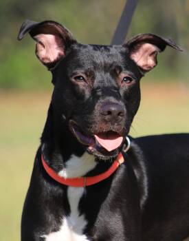 Hound Dogs Available for Adoption in North Fort Myers, Florida - Blossom | PetCurious