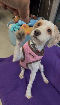 Cockapoo Dogs Available for Adoption in New Rochelle, New York - Rosie | PetCurious