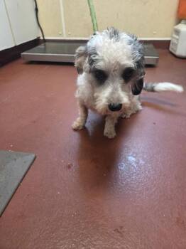 Beau -  Poodle Dog for Adoption in Salisbury, Maryland - Beau | PetCurious