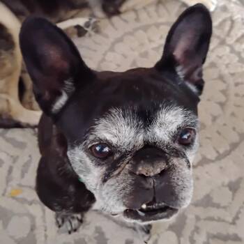 RayRay -  French Bulldog Dog for Adoption in Spokane, Washington - RayRay | PetCurious