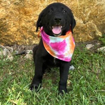 Faith Forever Friend -  Black Labrador Retriever and German Shorthaired Pointer Dog for Adoption in Friendswood, Texas - Faith Forever Friend | PetCurious