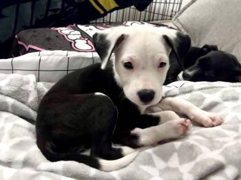 Princess Fiona -  Pit Bull Terrier Dog for Adoption in Carmel Hamlet, New York - Princess Fiona | PetCurious