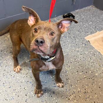 TUSC-Stray-84924 -  Pit Bull Terrier and Mixed Breed Dog for Adoption in Tuscaloosa, Alabama - TUSC-Stray-84924 | PetCurious