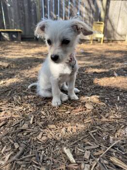 Terrier and Chihuahua Dogs Available for Adoption - Boba | PetCurious