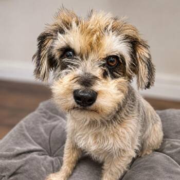 Rollie -  Maltese Dog for Adoption in Sonoma, California - Rollie | PetCurious