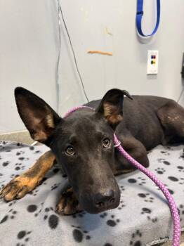 Kings Island -  German Shepherd Dog Dog for Adoption in Bloomington, Indiana - Kings Island | PetCurious