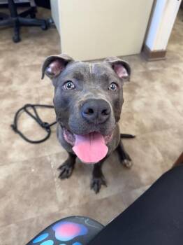 Blu -  Pit Bull Terrier Dog for Adoption in Springfield, Ohio - Blu | PetCurious