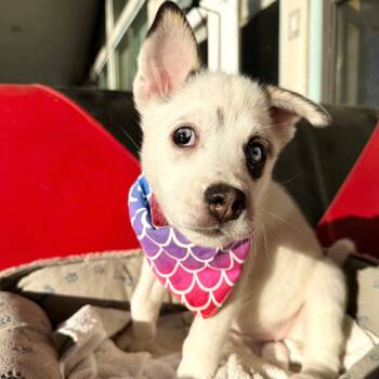 Husky and Border Collie Dogs Available for Adoption - Daphne | PetCurious