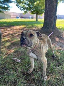 Suzy Q -  Pit Bull Terrier Dog for Adoption in Springfield, Illinois - Suzy Q | PetCurious