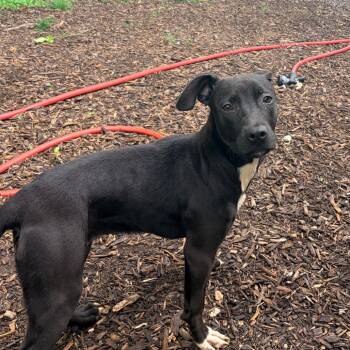 Terrier Dogs Available for Adoption in Belleville, Illinois - Greenlee | PetCurious