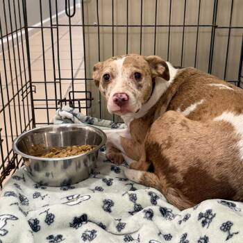 Bailey -  Catahoula Leopard Dog and Mixed Breed Dog for Adoption in Starkville, Mississippi - Bailey | PetCurious