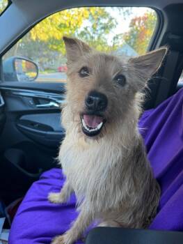 Rescue Wirehaired Terrier and Mixed Breed Dogs for Adoption in Alma, Wisconsin - Nala | PetCurious