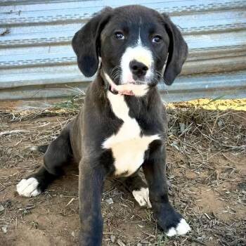 American Staffordshire Terrier and Hound Dogs Available for Adoption - Ekko | PetCurious