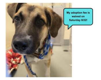 ERIC -  German Shepherd Dog and Mixed Breed Dog for Adoption in Santa Cruz, California - ERIC | PetCurious