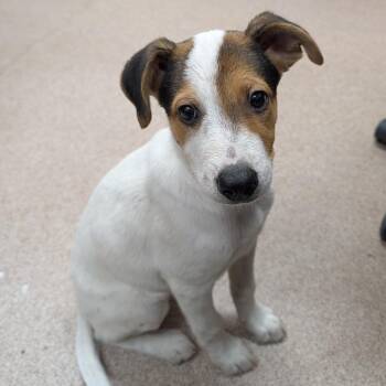 Breeze -  Mixed Breed Dog for Adoption in Ardmore, Oklahoma - Breeze | PetCurious