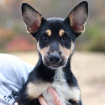 CT Twig avail Oct 24 (Scarecrow Festival- Somers, CT) -  Shepherd and Mixed Breed Dog for Adoption in Eastford, Connecticut - CT Twig Avail Oct 24 (Scarecrow Festival- Somers, CT) | PetCurious